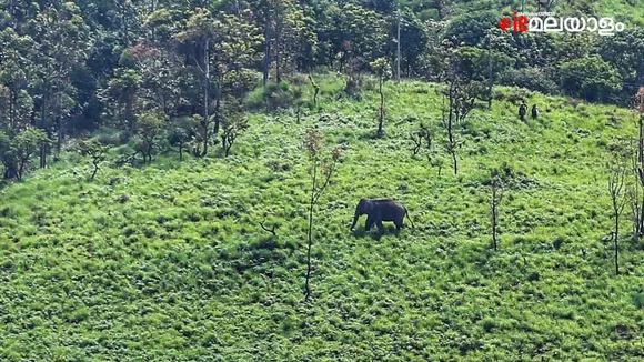 arikkomban, elephant, ie malayalam
