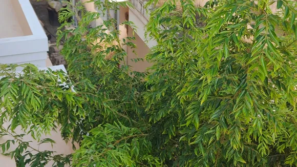 curry leaves, curry leaves growth