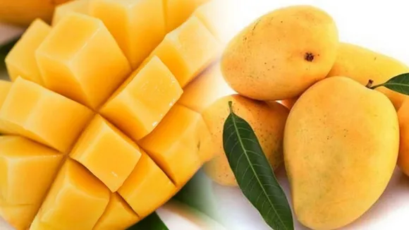 mangoes, health, ie malayalam,Mango health benefits, Immunity-boosting fruits, Heart-healthy fruits, Mango and skin health, Nutritional value of mangoes, Fiber-rich fruits for digestion