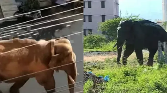 Arikomban, elephant, ie malayalam