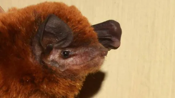 bat, india, ie malayalam