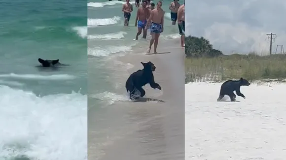 Viral Video, Trending, Viral Post