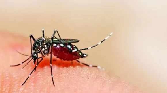 Dengue fever| Dengue fever symptoms| Dengue fever prevention|ഡങ്കിപ്പനി| ഡങ്കിപ്പനി പ്രതിരോധം