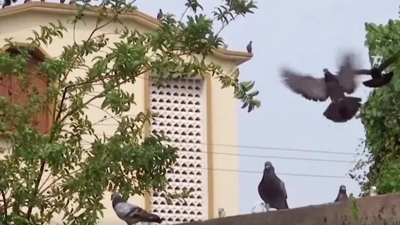 Police Odisha| carrier pigeons|