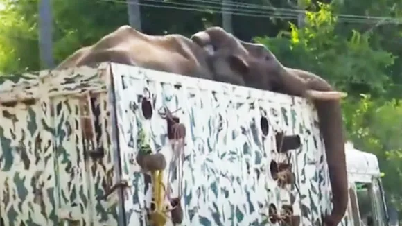 kerala elephant, ie malayalam, സ്റ്റേ, മദ്രാസ് ഹൈക്കോടതി, അരിക്കൊമ്പൻ മിഷൻ