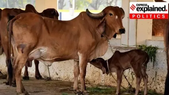 Karnataka, cow, slaughter, protection, BJP, Congress, Indian Express, Express Explained