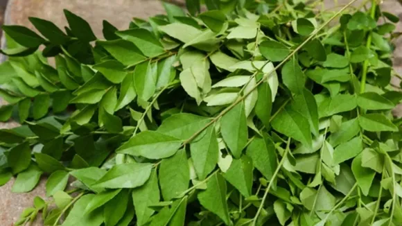 മുടി വളരാൻ നെല്ലിക്ക കഴിക്കേണ്ടതെങ്ങനെ?