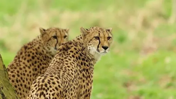 Cheetah | Kuno National Park | death