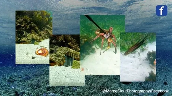 Octopus | Viral Video | GoPro
