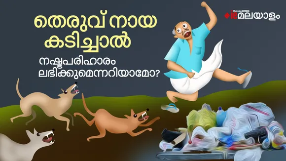stray dogs|kerala|stray dogs bite|