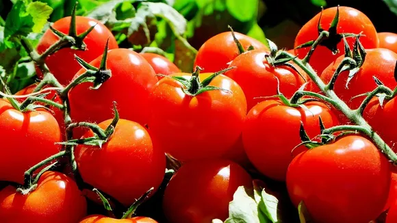 Tomato | Health |Health Tips