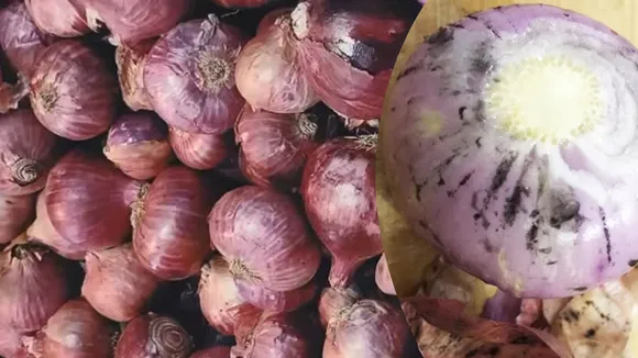 Onion| Black Mold| Onion black mold