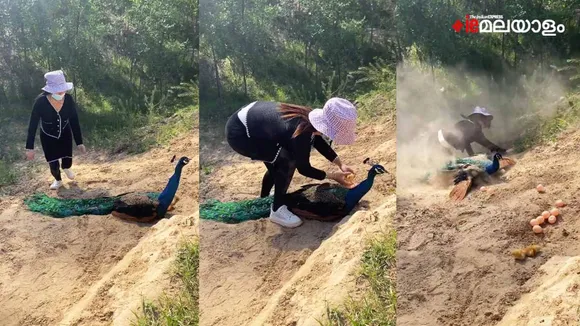 Trending| Viral video| Peacock