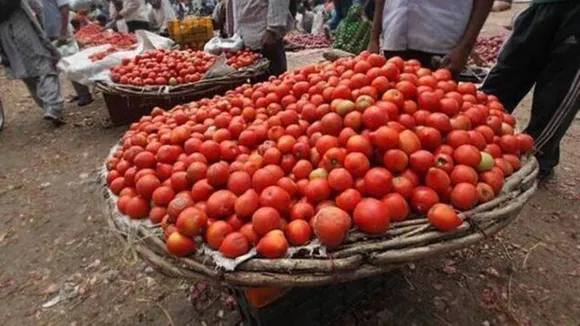 tomato|price|india