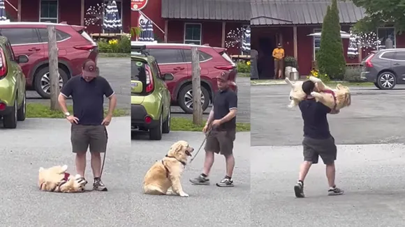 Golden Retriever| Golden Retriever viral video| Golden Retriever funny video