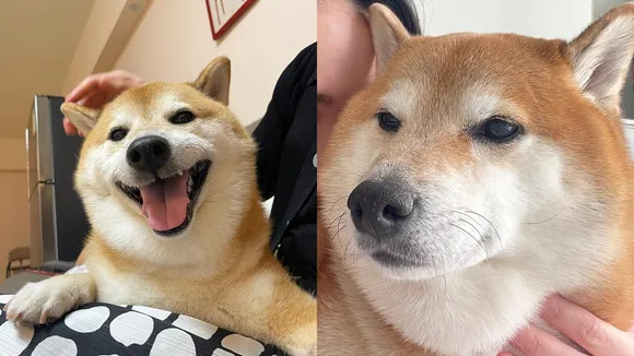 cheems | cheems death | cheems shiba inu