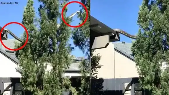 Viral Video | Python | News