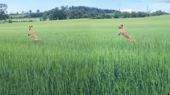 The flying dog video | Dog Video Viral
