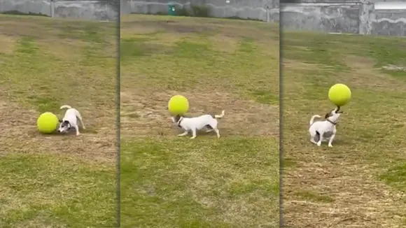 Viral Video | Trending | Dog