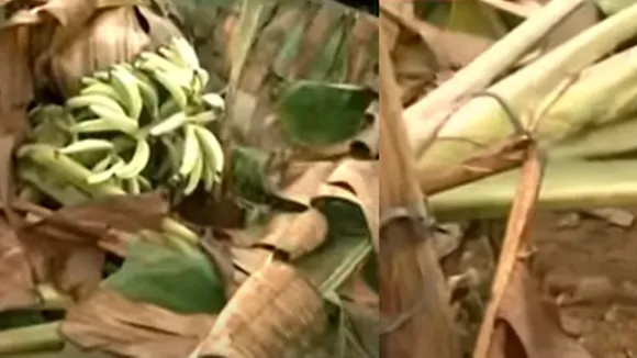kerala| farmer|