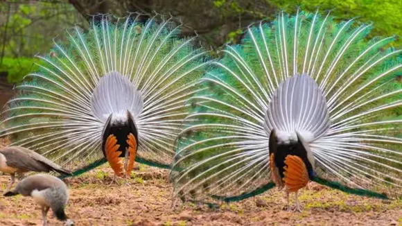 peafowl|india