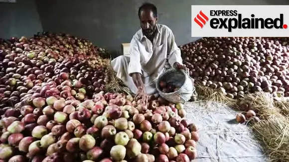 apple|apple import|import duty| American apples
