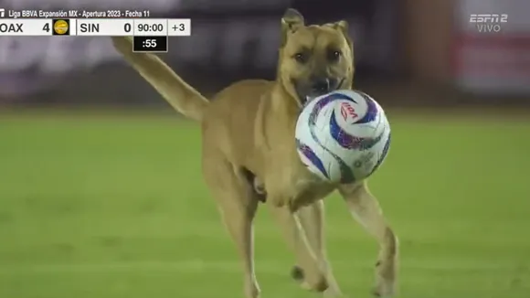 Dog | Mexican football league | Pitch invader