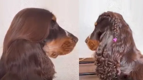 Hattie | amazing hair Dog | Viral Dog videos | Hattie Hair video