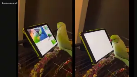 Social media viral | vial video | parrot using touchscreen video