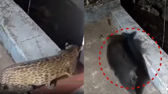 Leopard | Bear