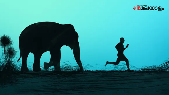 Elephant Attack  | Wild Elephant