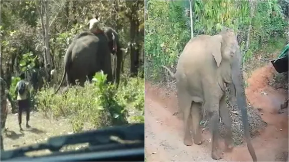 beloor makhna | elephant task