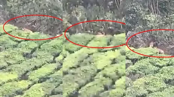 munnar