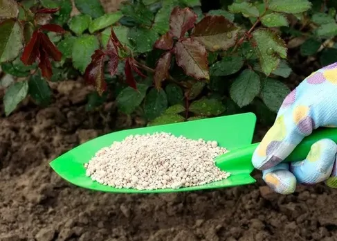 rose plant growing tips