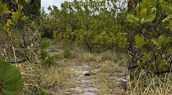 A Snake 1