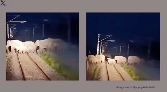 elephants cross railway track 1