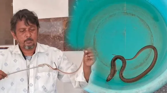 Snake12