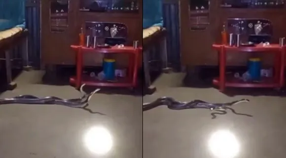 pair snake 1