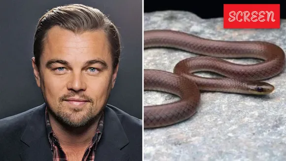 Dicpria Snake