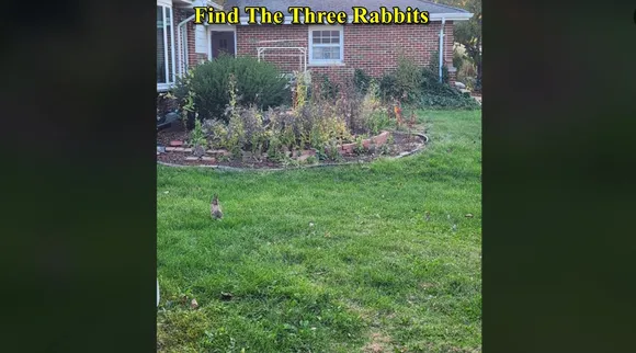 Three Rabbits