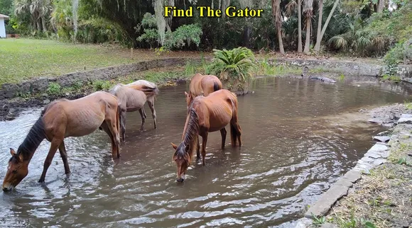 Gator 