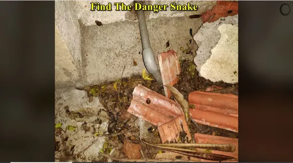 Danger Snake 1