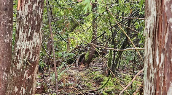 deer 1