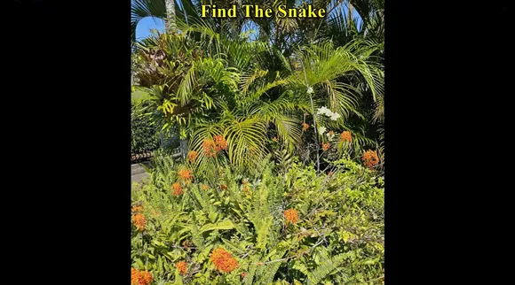 find the snake where