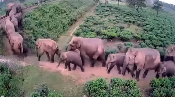 elephants train 1