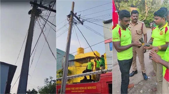 crow rescue 1