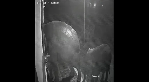 Elephant CBE