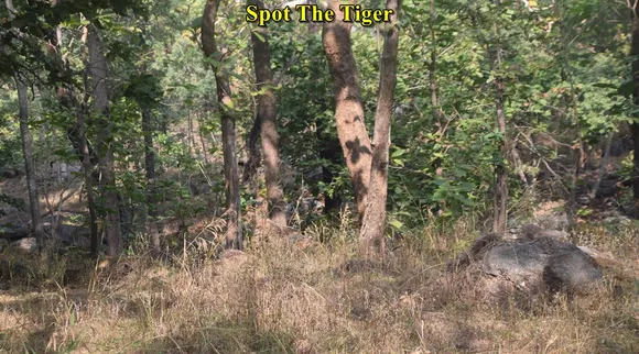 Spot The Tiger 