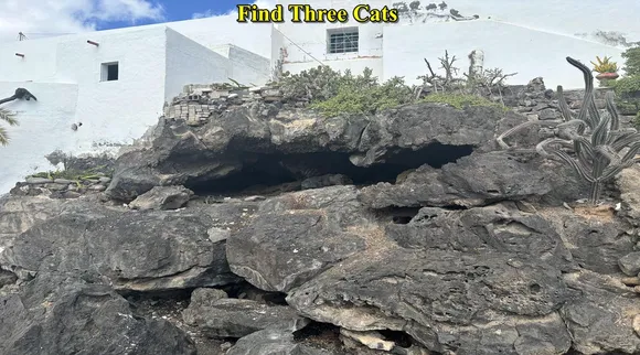 Three cats