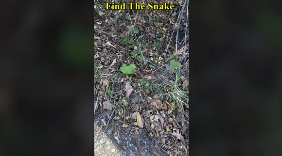 FT Snake 1